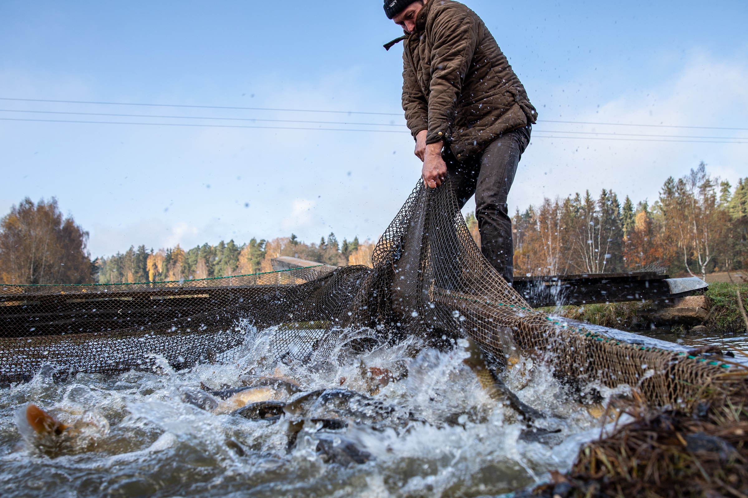 Teichwirtschaft Das große Abfischen — Slow Food Deutschland